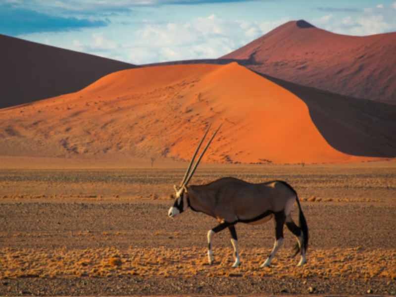 Sossusvlei red dunes